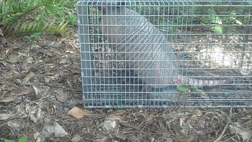 Armadillo In Trap